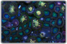 Green Eyed Blue Zoanthids